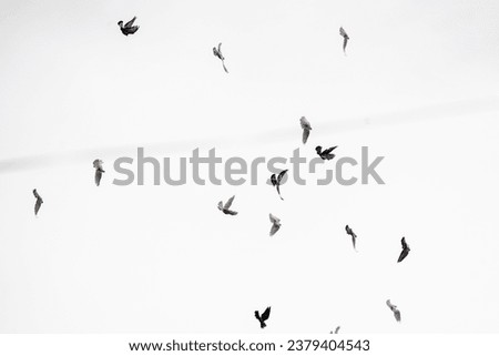 white background , pigeon flying in the sky, flying birds, easily separatable subject, can be used in different pictures