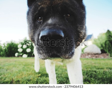 photos of dogs in the garden in summer weather