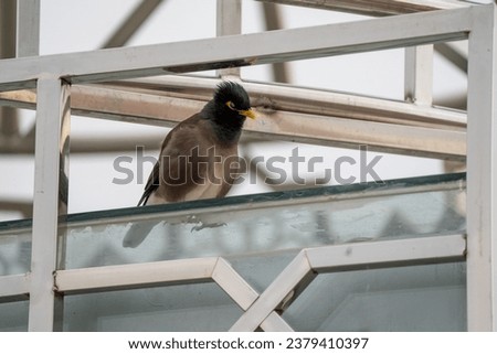 Common myna, highly invasive species, aggressive bird, killer of native species, Indian myna, living in the urban areas, beautiful different angle photo of the bird.