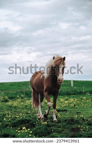 A wild horse on a field in nature. Picture of a horse with no people on it.