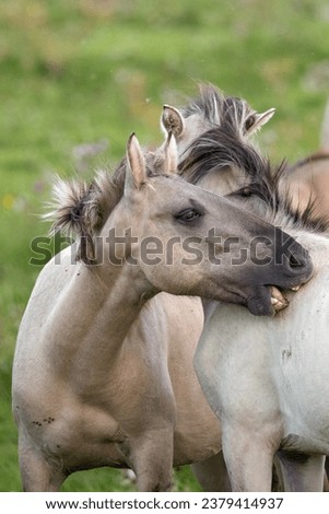 This is a picture of 2 wild konik horses, this picture is taken at Slot Loevesteijn, The Netherlands
