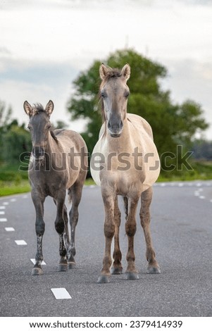 This is a picture of 2 wild konik horses, this picture is taken at Slot Loevesteijn, The Netherlands