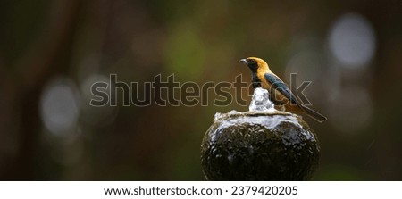 Burnished-buff tanager (Stilpnia cayana), also known as the rufous-crowned tanager on a water fountain. Blurred background. Soft bokeh light effect. Copy space. Royalty-Free Stock Photo #2379420205