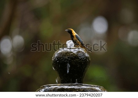 Burnished-buff tanager (Stilpnia cayana), also known as the rufous-crowned tanager on a water fountain. Blurred background. Soft bokeh light effect. Copy space. Royalty-Free Stock Photo #2379420207