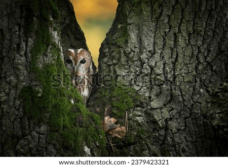 Tawny owl ( Strix aluco ) sitiing in the hollow in old oak tree