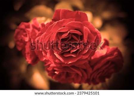 Red beautiful roses, blooming flowers, floral image, love motif, natural background for text