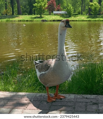 a goose stands on the shore near a pond