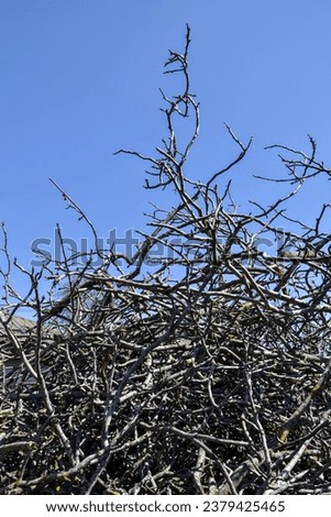 Pile of dry, sawn-down walnut branches against blue clear sky. Copy space. Vertical photo. Selective focus.