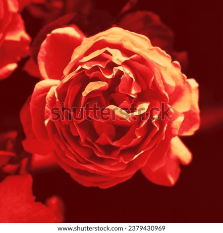 Red fresh rose, blooming flower in garden, floral image, natural background for text