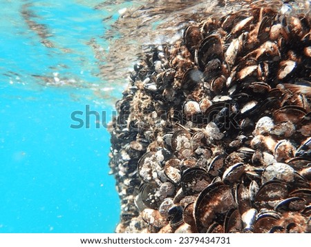 mussel, mussels, sea, rocks, seafood, ocean, water, beach, group, shell, fish, algal, background, blue, coast, food, life, marine, natural, nature, seashore, shore, texture, betide, fresh, common. Royalty-Free Stock Photo #2379434731
