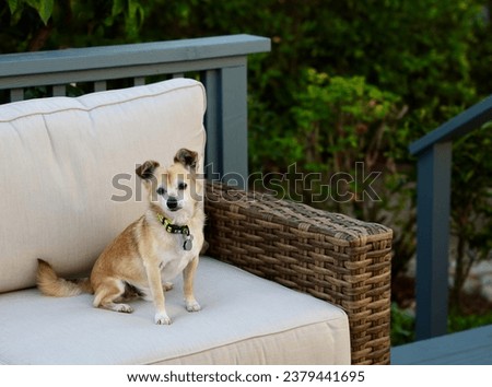 Cute little dog sitting on the outdoor furniture in the backyard