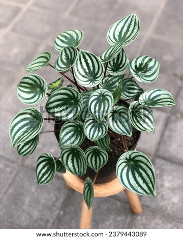 Peperomia argyreia, the watermelon peperomia, is a species of flowering plant in the pepper family Piperaceae Royalty-Free Stock Photo #2379443089