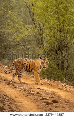 wild female bengal tiger or panthera tigris walking or crossing one of forest trail or road during territory marking in evening safari at ranthambore national park sawai madhopur rajasthan india asia