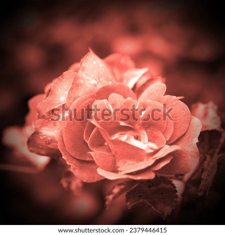 Color nature, red fresh rose, blooming flower in garden, floral image, natural background for text