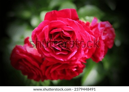 Red fresh roses and green leaves, blooming flowers, floral image, love motif, natural background for text