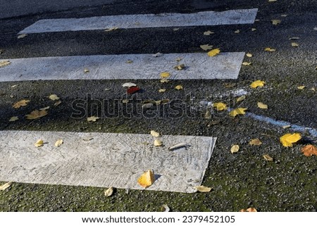 Fallen yellow autumnal tree leave on white zebra street road into sun light 
