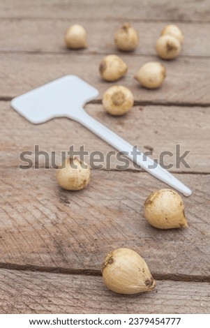 Bulbs of  Puschkinia libanotica or Striped Squill  and a garden sign  on wooden table  before planting. Flat lay..