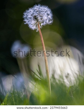 Dandelion Close up shot closed bud in sunlight. High quality photo