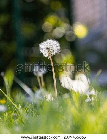 Dandelion Close up shot closed bud in sunlight. High quality photo