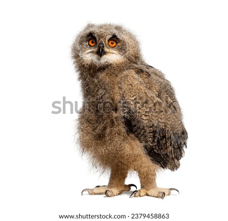 One month Eurasian Eagle-Owl chick, Bubo bubo, looking at the camera, isolated on white Royalty-Free Stock Photo #2379458863