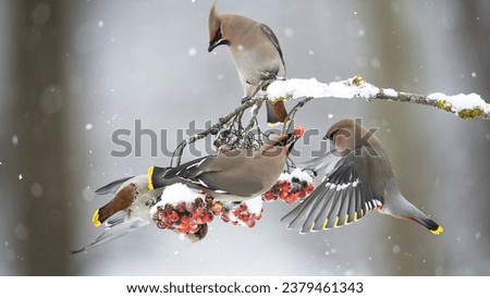 three waxwing birds gathered at a snowy berry branch
