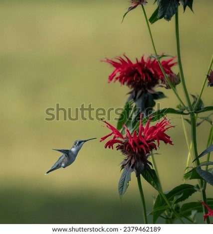 A ruby throated hummingbird enjoys feasting on some scarlet bee balm flowers. Royalty-Free Stock Photo #2379462189