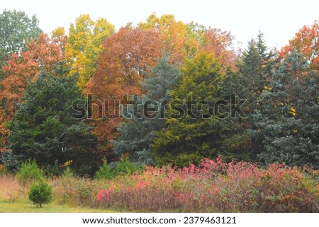 Fall colors showing in a line of trees, oak, hickory, cedar, sumac, and others. Royalty-Free Stock Photo #2379463121