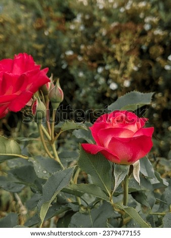 Red roses flowers growing in the garden. Natural background or element for design