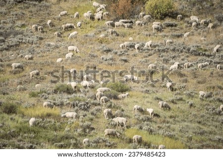 Large Flock of free range sheep grazing on mountainside in Idaho.