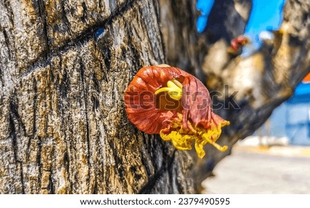 Tree with flower on trunk tropical with blue sky in Zicatela Puerto Escondido Oaxaca Mexico.