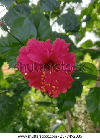 Hibiscus flowers and green plant natural photos 