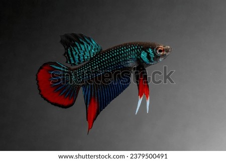 Male Siamese Fighting Fish or Peaceful Betta (Betta Imbellis) isolated on black background.