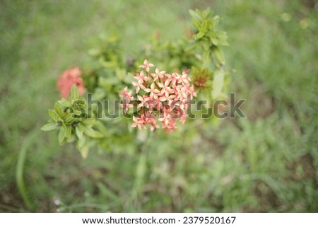 flower with green grass background