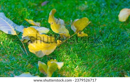 Autumn leaves on the lawn. Autumn means long-awaited changes. This is the time of the year when the air begins to take on a feeling of freshness and coolness, and the leaves begin to change color. Royalty-Free Stock Photo #2379526717