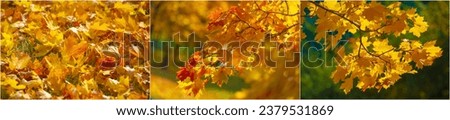 Stunning yellow foliage adds vibrant color to your landscape. Maples create a beautiful autumn picture. The yellow foliage on the maple tree brings warmth and brightness to any garden or park.