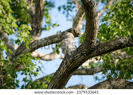 Great Potoo with perfect camouflage in a tree, Pantanal Wetlands, Mato Grosso, Brazil