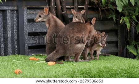 baby kangaroo eating carrots at taman safari 2 prigen east java indonesia Royalty-Free Stock Photo #2379536653