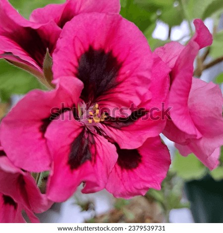 pink geraniums flowers photo image background wallpaper natural texture 