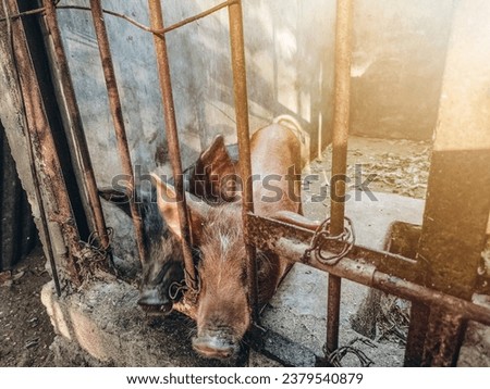 pigs kept in pig farms, pig farms, piglets in cages