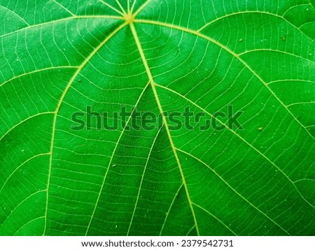 the texture of green leaves which have unique shapes and motifs, fingers on the leaves
