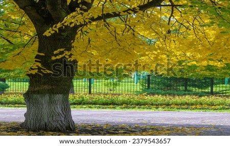 autumn, sketch of autumn in the photo, yellow burgundy red leaves, summer petition, joyful pictures