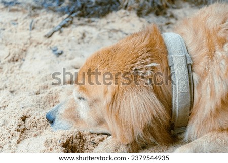Golden retriever dog sleeping on a pile of sand Side view of a Golden Retriever dog.