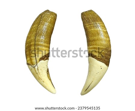 Tiger fangs, Asian tiger, left and right pictures White background, length 3.2 inches.