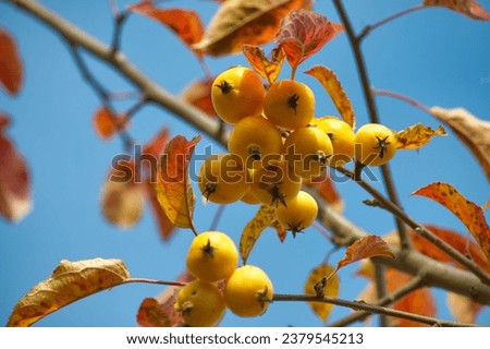 Crab apple on autumn day surrounded by vibrant yellow and brown leaves. Malus sylvestris, crab apple, or European wild apple Royalty-Free Stock Photo #2379545213