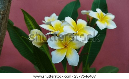 White yellow frangipani flowers in pink background