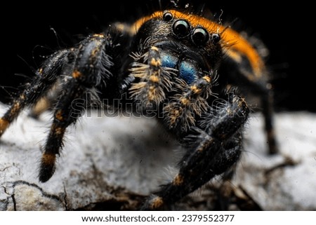 Orange Jumping spider on a black background. this little guy crawled up on a stick and I was lucky enough to get this lovely picture of the little guy. 