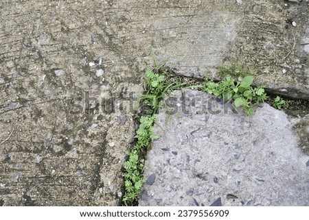 weeds growing through a crack in a concrete wall.