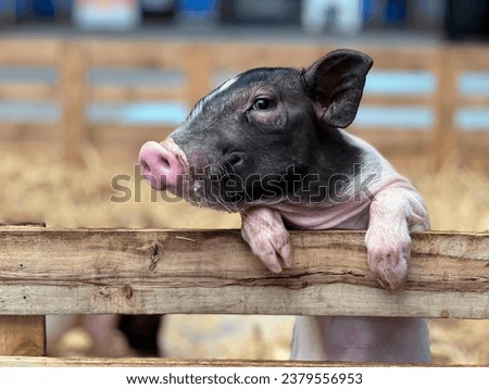 a pig sticking its tongue out on a wooden fence.