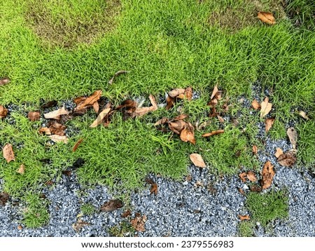 a green grass covered ground with leaves and pebbles.