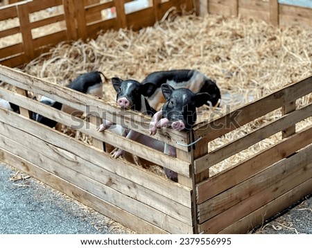 pigs in a wooden crate.